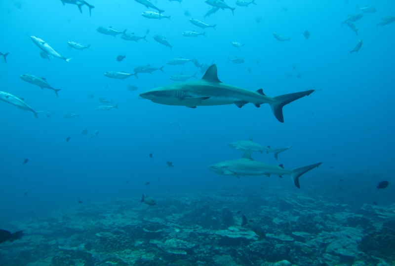 Swiss tourist killed in shark attack off Australia's east coast
